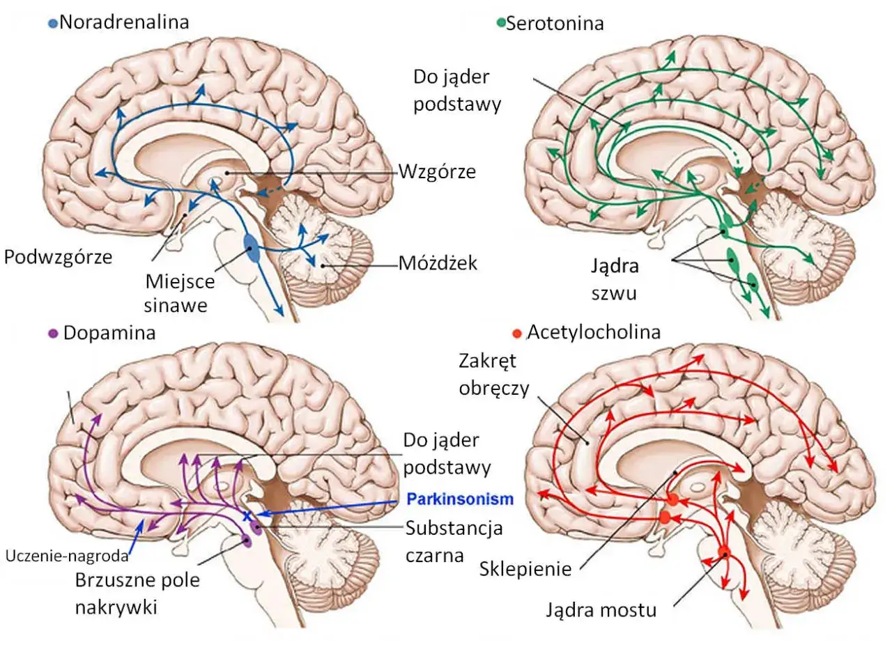 Schemat DNA lub neuron&oacute;w, symbolizujący genetyczne i neurochemiczne podstawy depresji